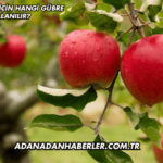 Elma Ağacı İçin Hangi Gübre Kullanılır?