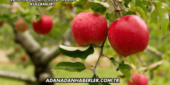 Elma Ağacı İçin Hangi Gübre Kullanılır?