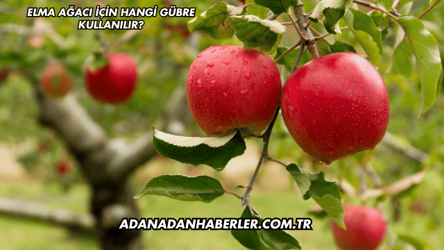Elma Ağacı İçin Hangi Gübre Kullanılır?