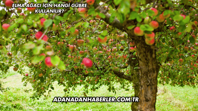 Elma Ağacı İçin Hangi Gübre Kullanılır?