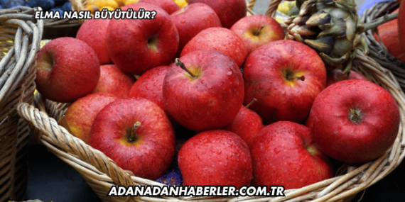 Elma Nasıl Büyütülür?