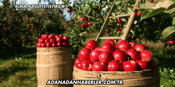 Elma Nasıl Yetiştirilir?