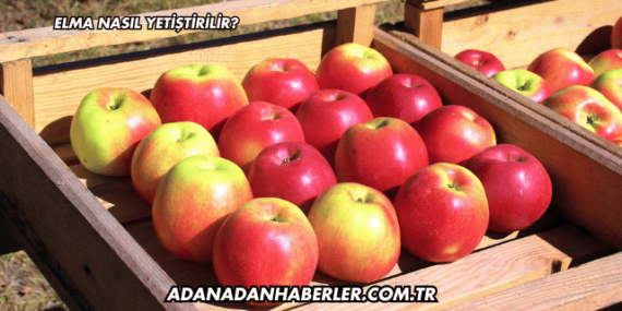Elma Nasıl Yetiştirilir?