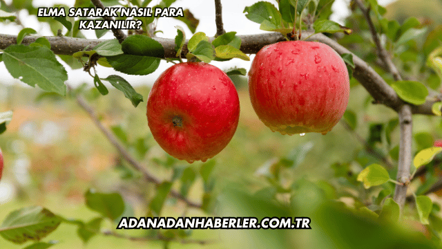 Elma Satarak Nasıl Para Kazanılır?