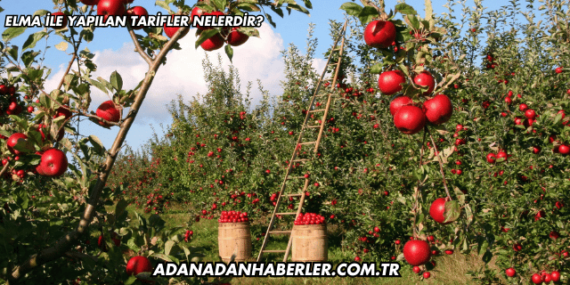 Elma ile Yapılan Tarifler Nelerdir?