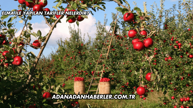 Elma ile Yapılan Tarifler Nelerdir?