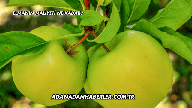 Elmanın Maliyeti Ne Kadar?