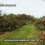 Elmanın Sağlığa Zararları