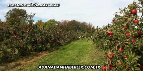 Elmanın Sağlığa Zararları
