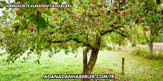 Hamilelikte Elmanın Faydaları