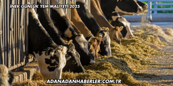 İnek Günlük Yem Maliyeti 2025