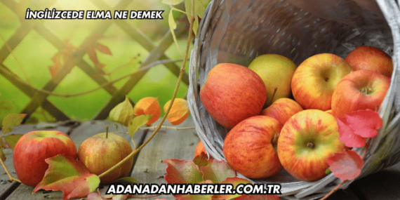 İngilizcede Elma Ne Demek