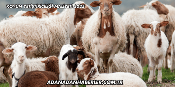 Koyun Yetiştiriciliği Maliyeti 2025