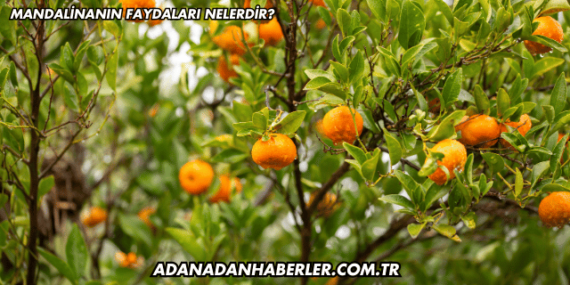 Mandalinanın Faydaları Nelerdir?