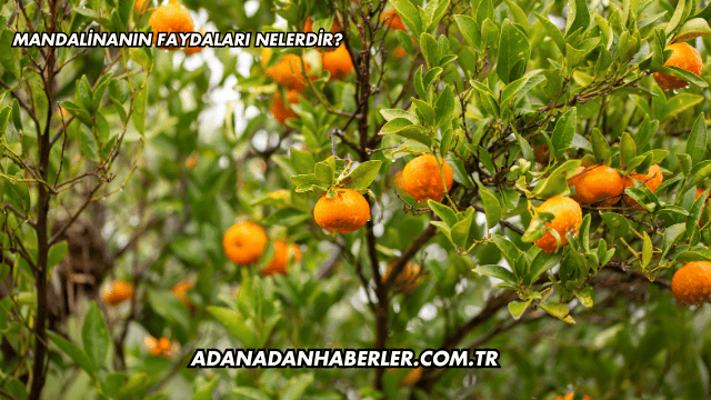 Mandalinanın Faydaları Nelerdir?