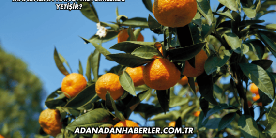 Mandalina Hangi Mevsimlerde Yetişir?