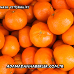 Mandalina Nasıl Yetiştirilir?