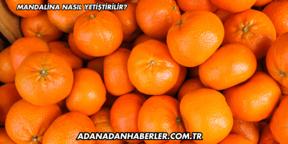 Mandalina Nasıl Yetiştirilir?