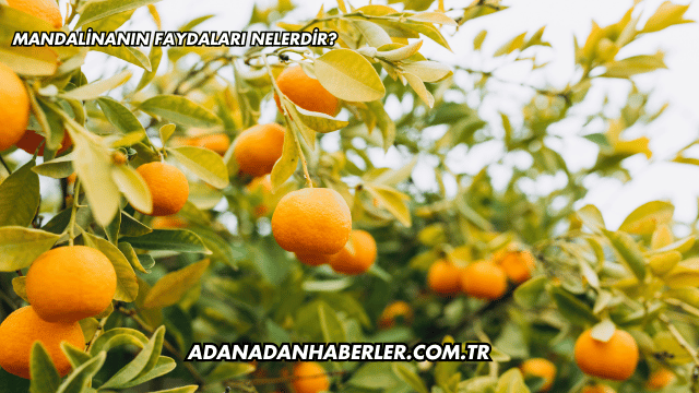 Mandalinanın Faydaları Nelerdir?