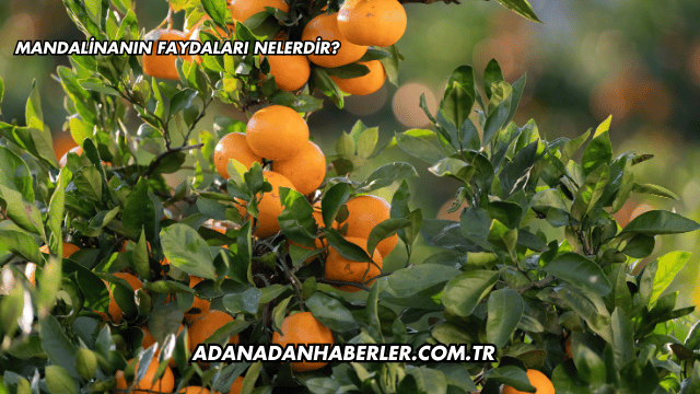 Mandalinanın Faydaları Nelerdir?