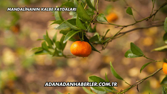 Mandalinanın Kalbe Faydaları