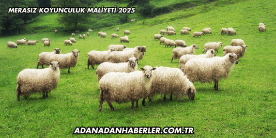Merasız Koyunculuk Maliyeti 2025