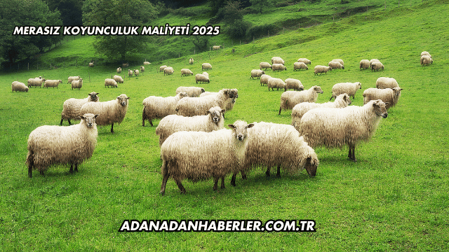 Merasız Koyunculuk Maliyeti 2025