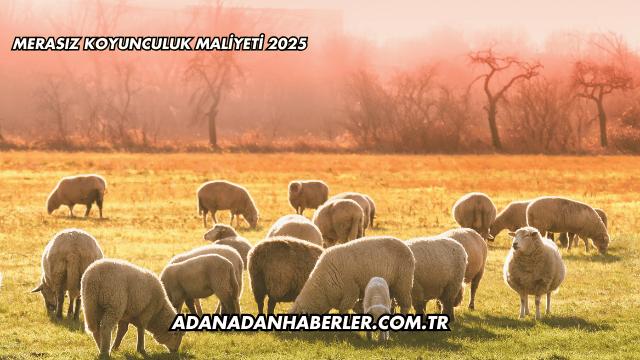 Merasız Koyunculuk Maliyeti 2025