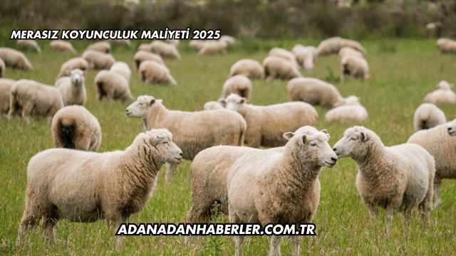 Merasız Koyunculuk Maliyeti 2025