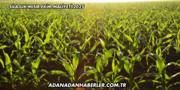 Silajlık Mısır Ekim Maliyeti 2025