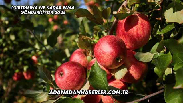 Yurtdışına Ne Kadar Elma Gönderiliyor 2025