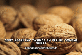 Ceviz Ağacı Kaç Yaşında En Verimli Döneme Girer?