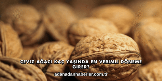 Ceviz Ağacı Kaç Yaşında En Verimli Döneme Girer?