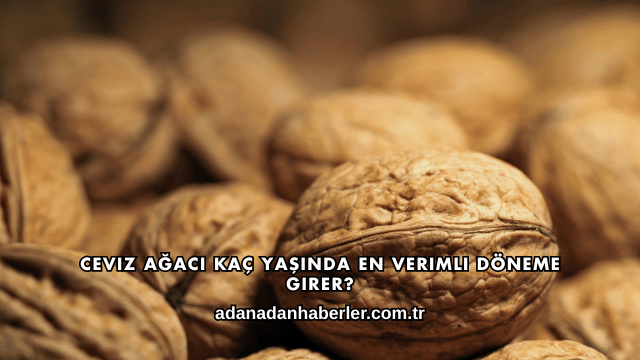 Ceviz Ağacı Kaç Yaşında En Verimli Döneme Girer?