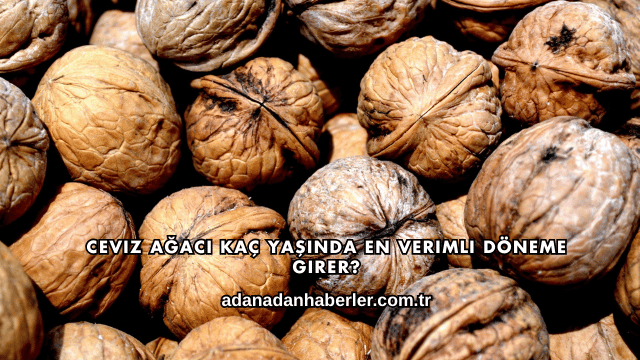 Ceviz Ağacı Kaç Yaşında En Verimli Döneme Girer?