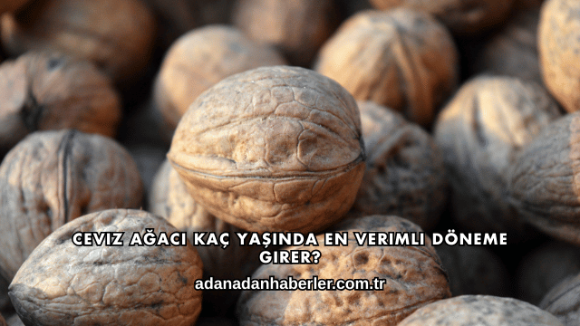 Ceviz Ağacı Kaç Yaşında En Verimli Döneme Girer?