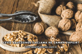 Ceviz Bahçesinde İlaçlama Ne Zaman Yapılır?