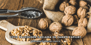 Ceviz Bahçesinde İlaçlama Ne Zaman Yapılır?