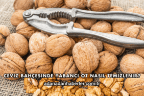 Ceviz Bahçesinde Yabancı Ot Nasıl Temizlenir?