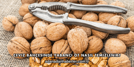 Ceviz Bahçesinde Yabancı Ot Nasıl Temizlenir?
