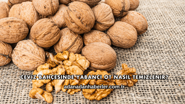 Ceviz Bahçesinde Yabancı Ot Nasıl Temizlenir?