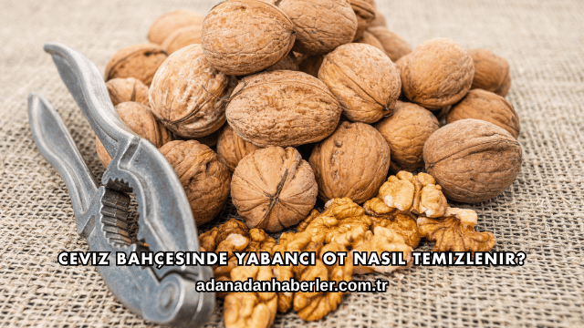 Ceviz Bahçesinde Yabancı Ot Nasıl Temizlenir?