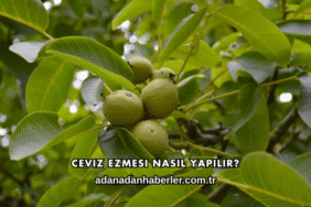 Ceviz Ezmesi Nasıl Yapılır?
