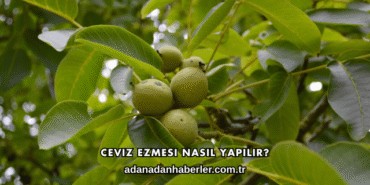 Ceviz Ezmesi Nasıl Yapılır?