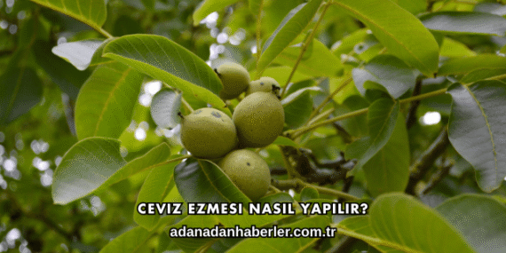 Ceviz Ezmesi Nasıl Yapılır?