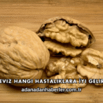 Ceviz Hangi Hastalıklara İyi Gelir?