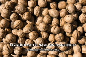 Ceviz İç Kalitesi Nasıl Sınıflandırılır?