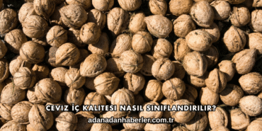 Ceviz İç Kalitesi Nasıl Sınıflandırılır?