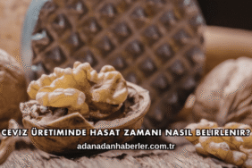 Ceviz Üretiminde Hasat Zamanı Nasıl Belirlenir?