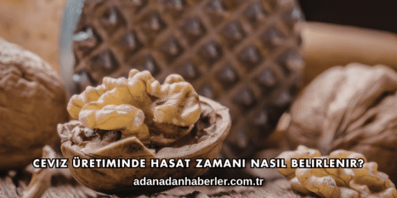 Ceviz Üretiminde Hasat Zamanı Nasıl Belirlenir?